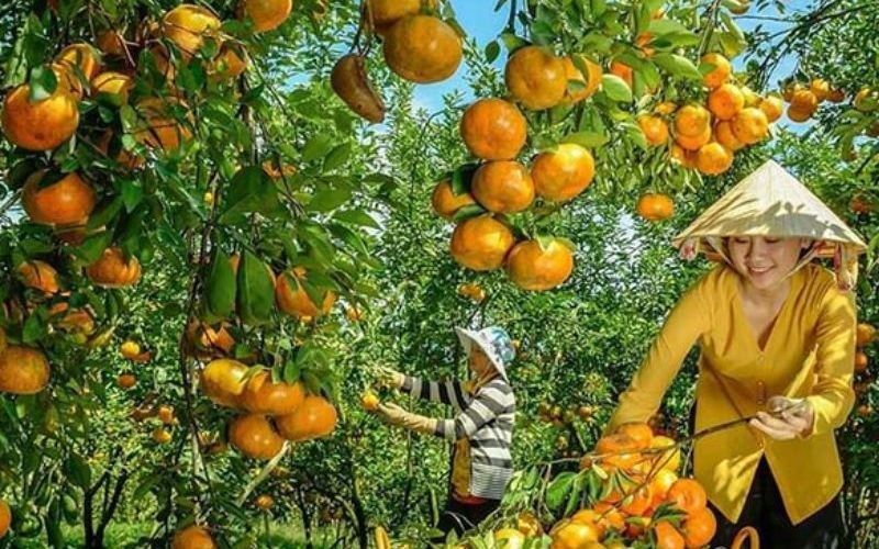 Top 15 điểm du lịch Đồng Nai cực chất và lịch trình vi vu cuối tuần 9 Vườn trái cây Long Khánh & Cẩm Mỹ