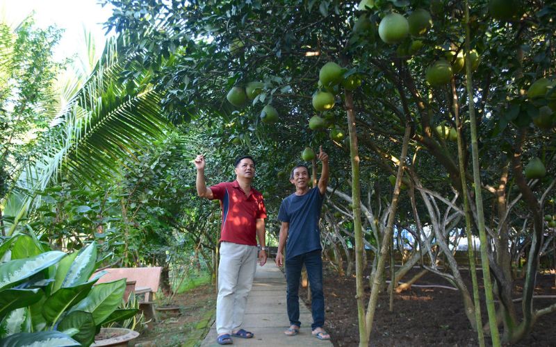 Top 15 điểm du lịch Đồng Nai cực chất và lịch trình vi vu cuối tuần 14 Làng bưởi Tân Triều