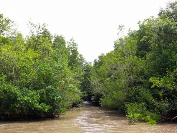 Khám phá Rừng Sác Nhơn Tạch