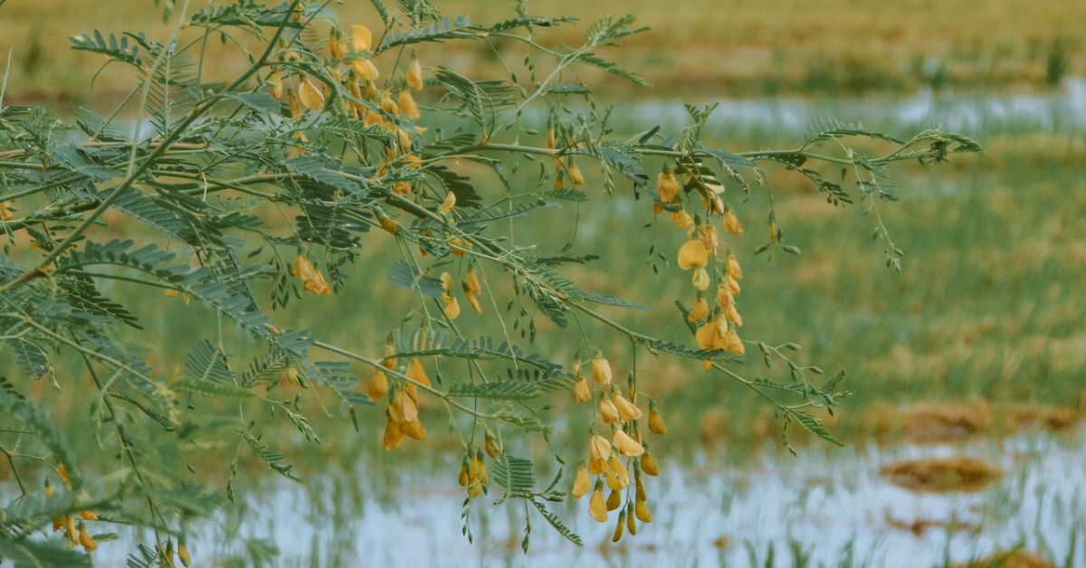 Hái hoa điên điển 