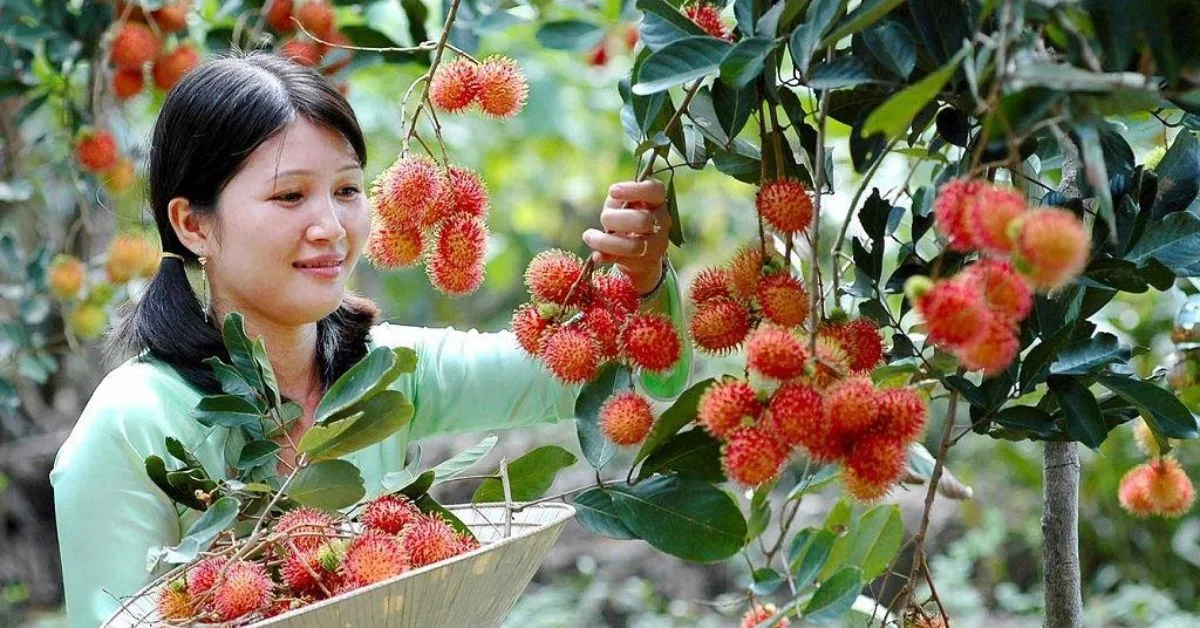 Thưởng thức trái cây tươi ngon tại vườn