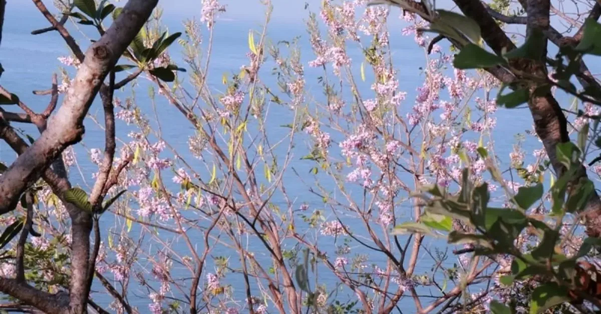 Chiêm ngưỡng cảnh đẹp khi mùa hoa anh đào đến