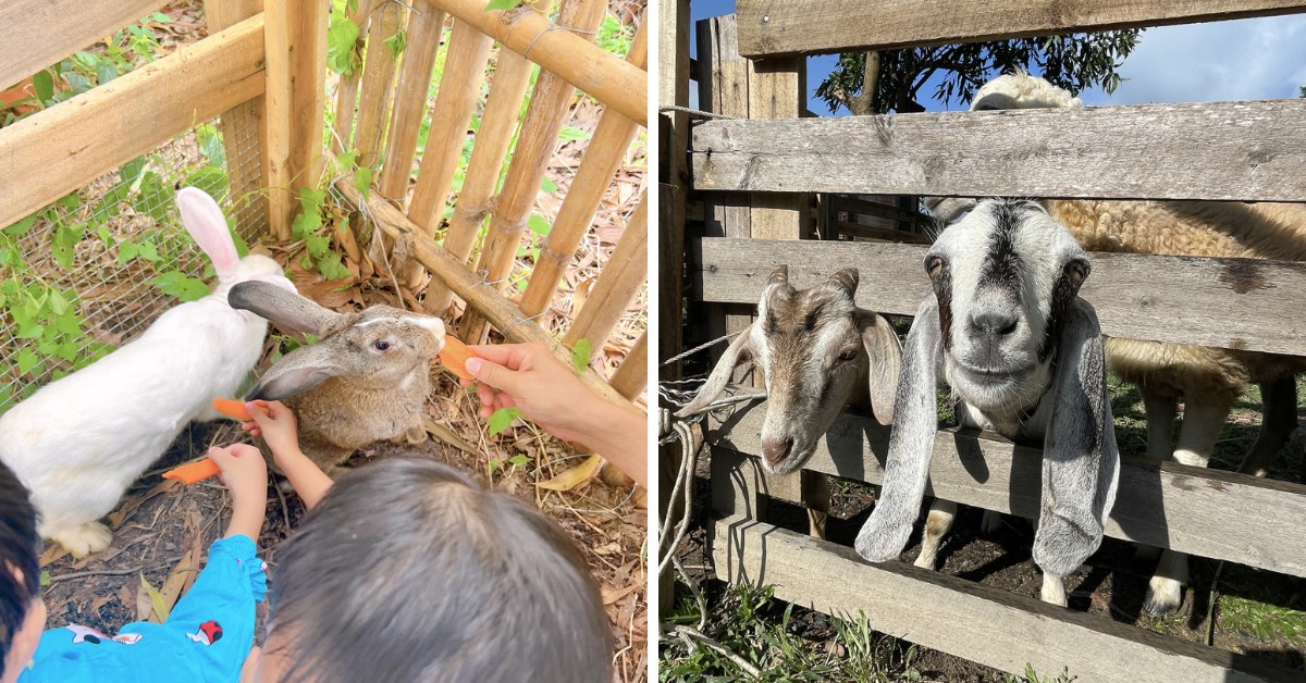 8 địa điểm Glamping gần Sài Gòn cực chất cho giới trẻ 13 Binifarm Tropical Retreat