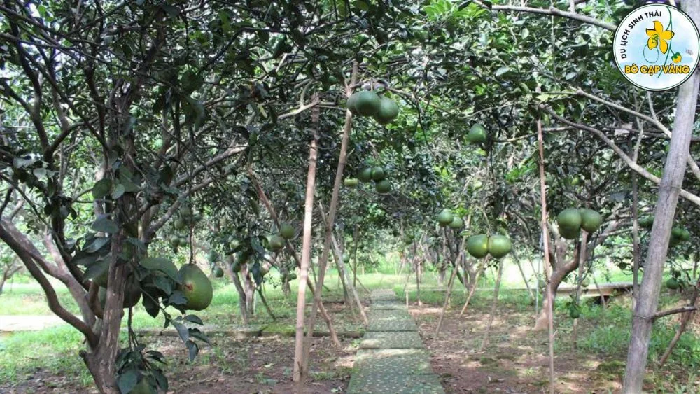 lang buoi tan trieu 3 jpg