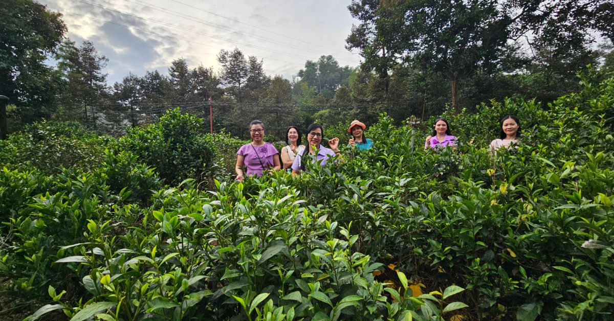 Quy trình chế biến trà Phú Hội – Nghề thủ công đặc biệt