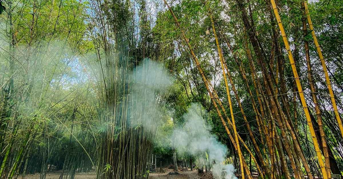 Làng tre Phú An - Khám phá cội nguồn của những loại tre 10 Một số lưu ý du khách cần biết khi đến làng tre Phú An