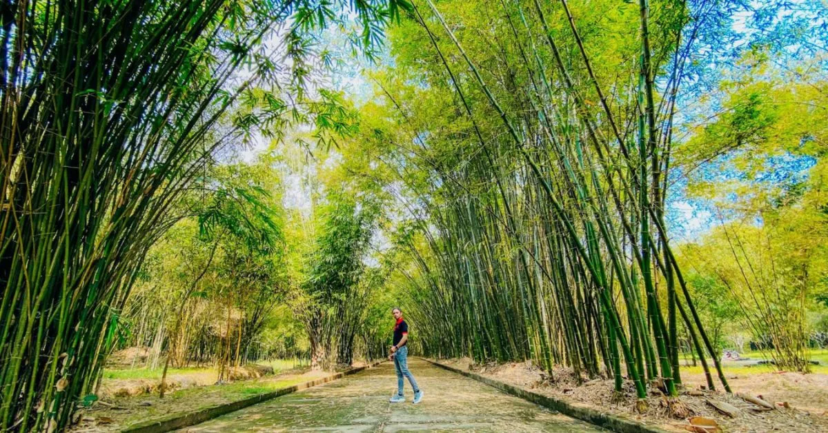 Làng tre Phú An - Khám phá cội nguồn của những loại tre 4 Đôi nét về làng tre Phú An