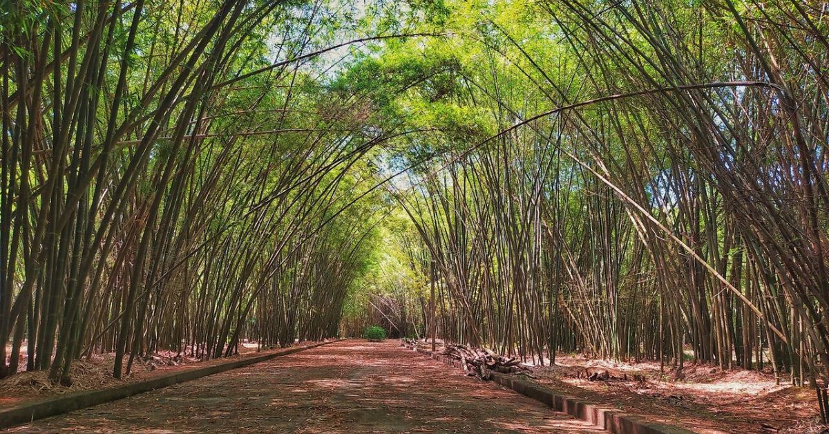 Làng tre Phú An - Khám phá cội nguồn của những loại tre 5 Hệ sinh thái tre đặc sắc