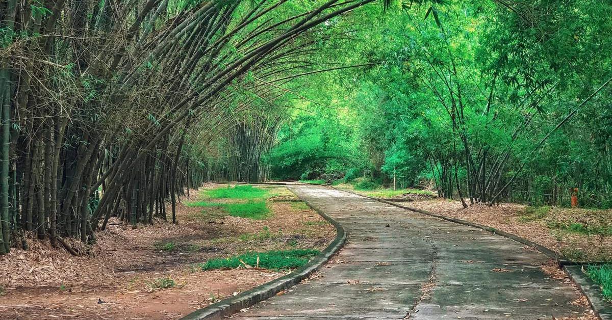 Làng tre Phú An - Khám phá cội nguồn của những loại tre 7 Học hỏi về phương pháp trồng cây