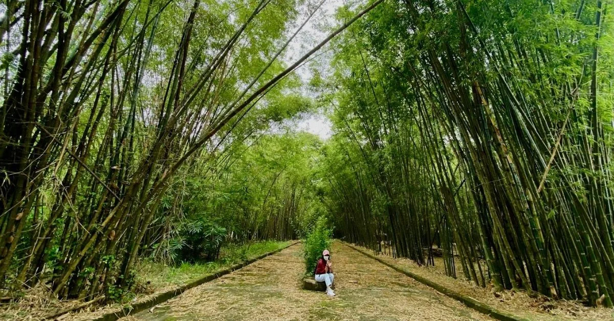 Làng tre Phú An - Khám phá cội nguồn của những loại tre 6 Check-in sống ảo