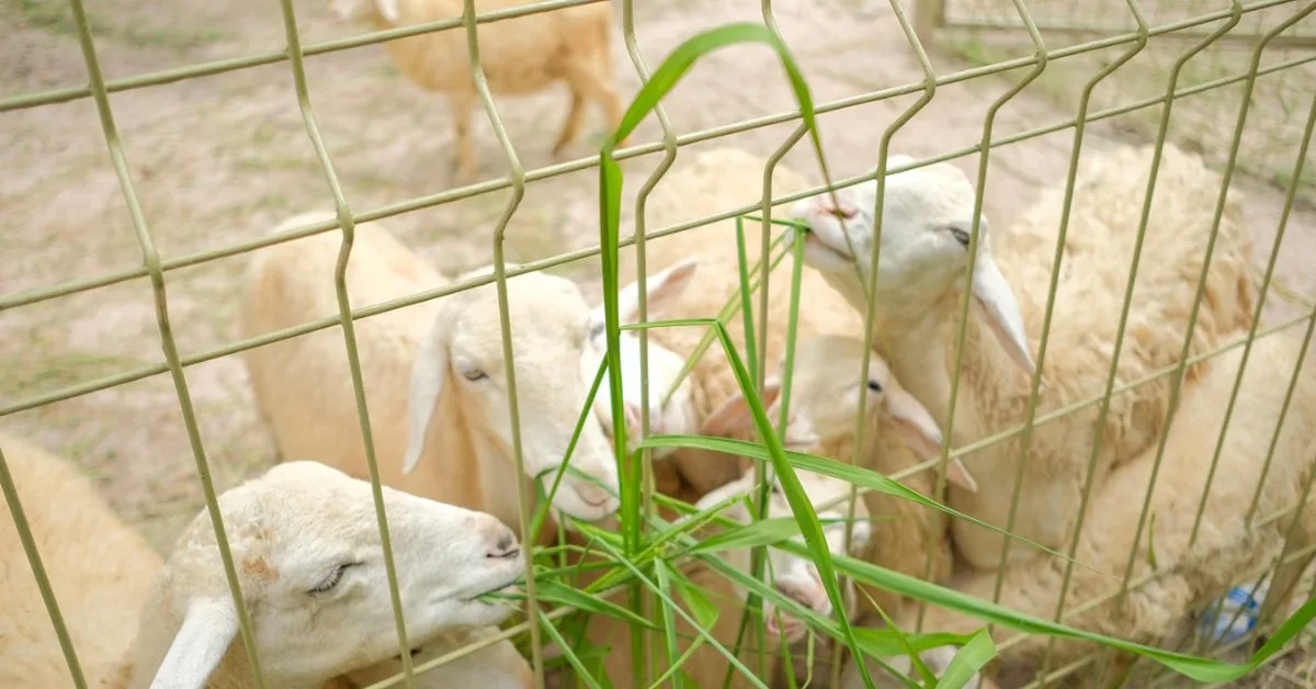Vườn thú Mini Zoo