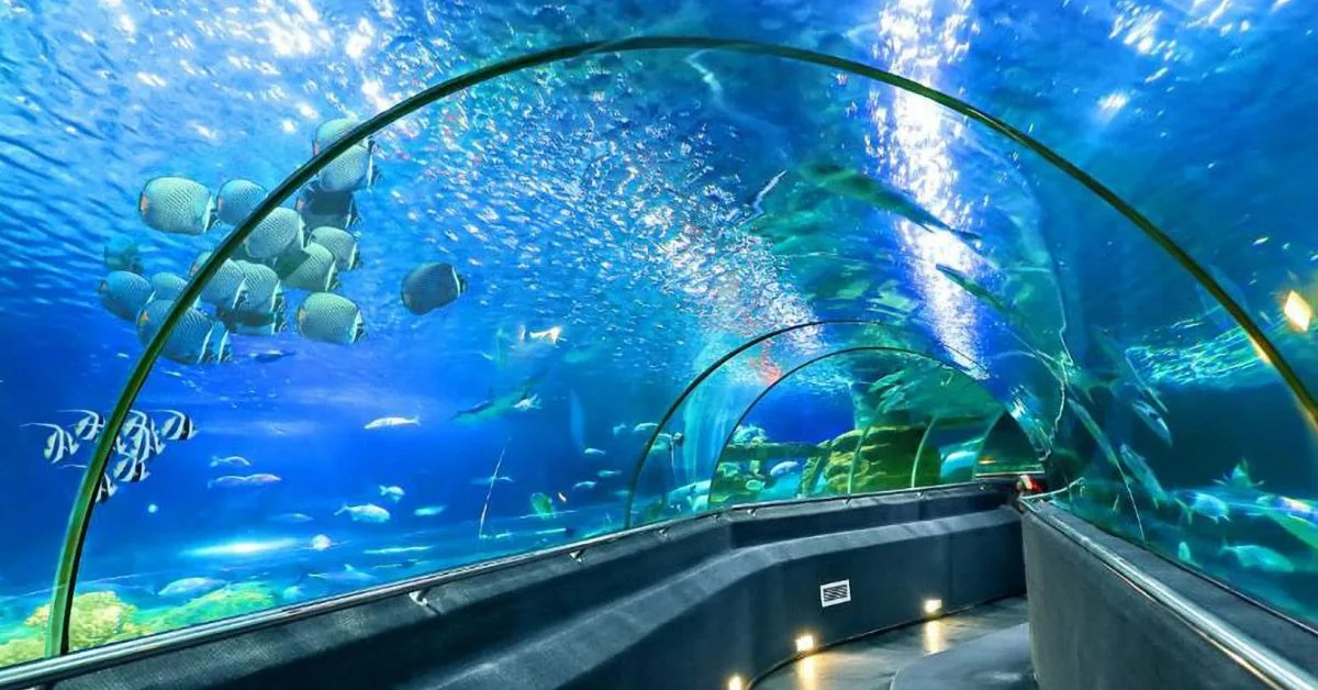 LẦN ĐẦU ĐI ĐẦM SEN | Cá khổng lồ ở Thủy Cung Đầm Sen | Giant fish in the  aquarium of Vietnam | Tập 2