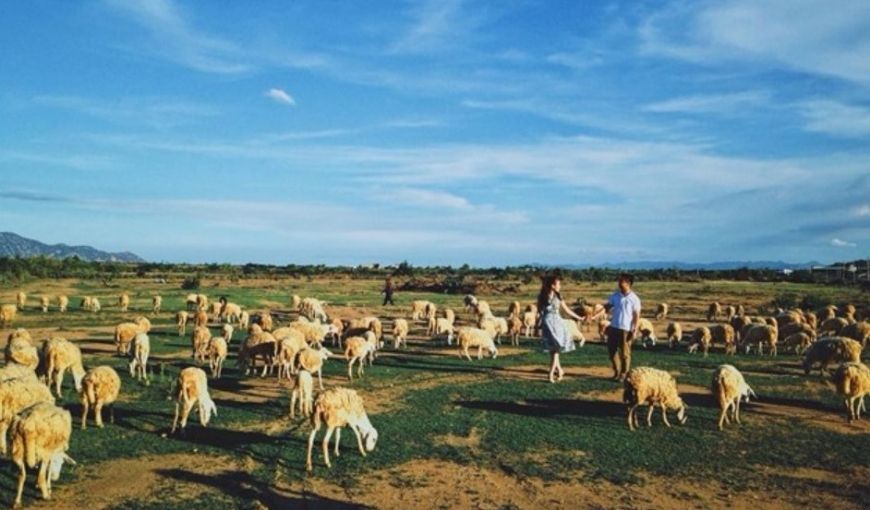 Trại cừu Đồng Lách