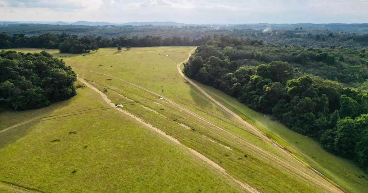 trang co bu lach 2 jpg