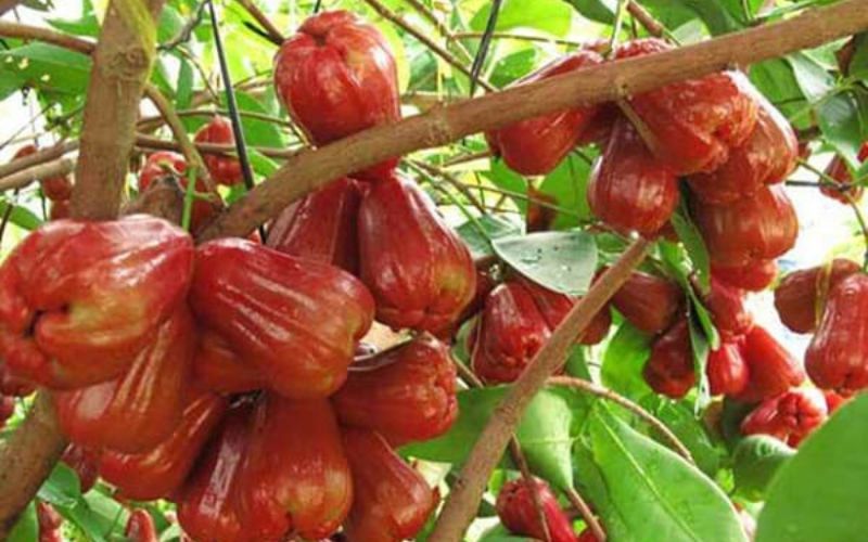 Vườn trái cây Suối Mơ