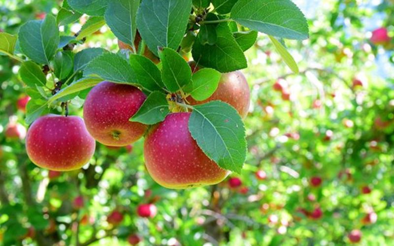 Các nhà vườn tại huyện Châu Đức & Xuyên Mộc