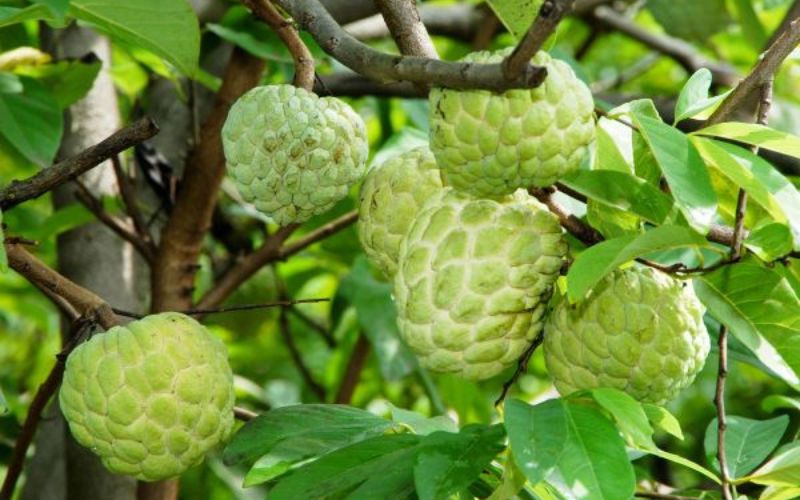 Vườn mãng cầu khu vực núi Bà Đen