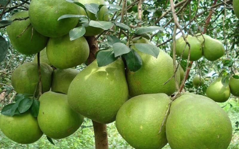 Vườn trái cây Trung An