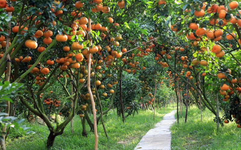 Vườn trái cây Lái Thiêu