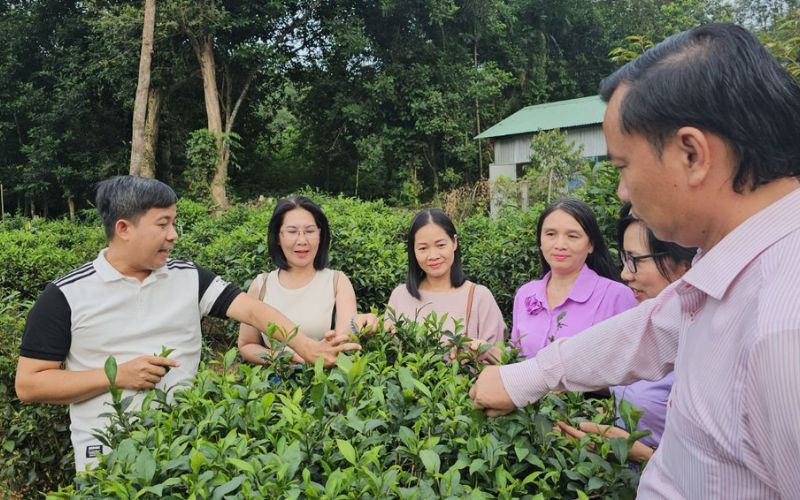 Tìm hiểu về Làng Trà Phú Hội