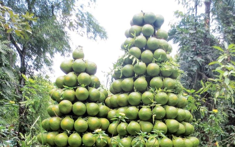 Bưởi Tân Triều