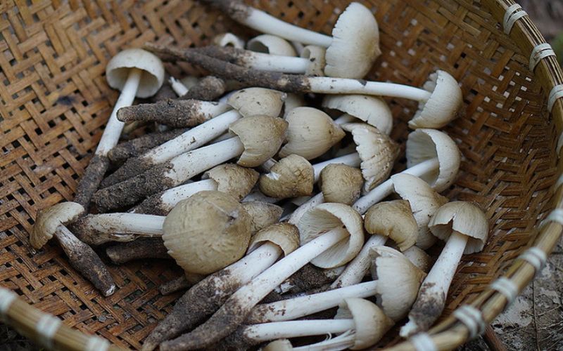 Nấm mối Vĩnh Cửu