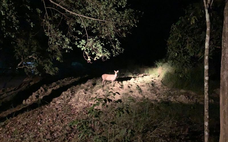 Kinh nghiệm du lịch Bàu Sấu Nam Cát Tiên hành trình vào rừng sâu 9 Trải nghiệm xem thú đêm ở Bàu Sấu