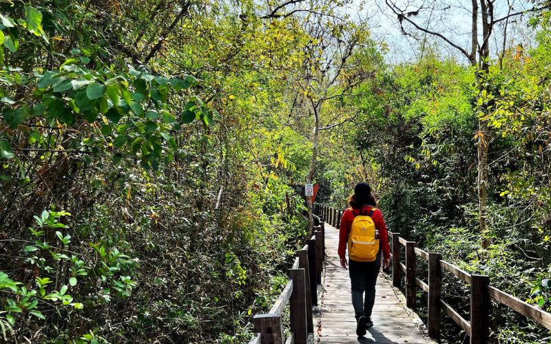 Kinh nghiệm du lịch Bàu Sấu Nam Cát Tiên hành trình vào rừng sâu 4 Cung đường xuyên rừng Nam Cát Tiên để đến được Bàu Sấu